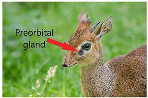 Image result for Dik Dik Eyes