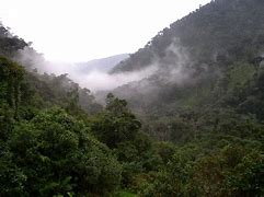 Image result for Tropical Andes