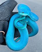 Image result for Blue Pit Viper