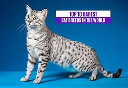 Image result for Top 5 Rarest Cats