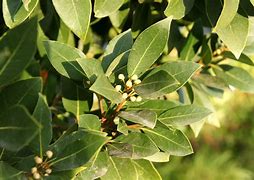 Image result for Laurus Species