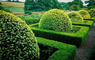 Image result for English Boxwood Shrubs