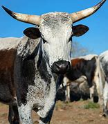 Image result for Nguni Spears