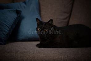 Image result for Black Cat Small On Couch