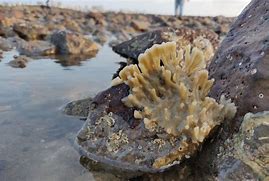 Image result for Tide Pool Sponge