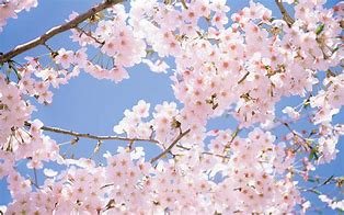 Image result for Cherry Blossom Flower