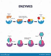 Image result for Active Site Diagram