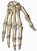 Image result for Skeleton Hand and Arm