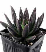 Image result for Black Diamond Succulent