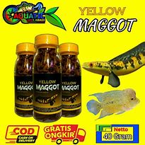 Image result for Kemasan Maggot