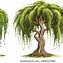 Image result for Calm Willow Tree