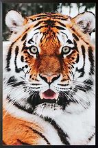 Image result for Tiger Head Front View