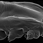 Image result for Face Mites Up Close