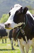 Image result for Friesian Cow Showing