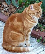 Image result for Red On Blue Tabby Cat