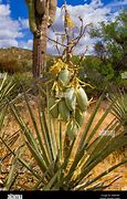 Image result for Yucca Potato