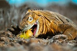 Image result for Galapagos Land Iguana