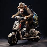 Image result for Monkey Riding Motorcycle