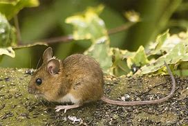 Image result for Long Haired Mouse