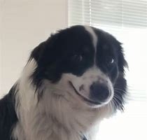 Image result for Dog Smiling Hard