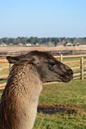 Image result for lama animal