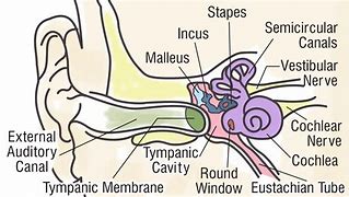 Image result for Human Ear Drawing