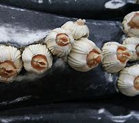 Image result for Eating Barnacles