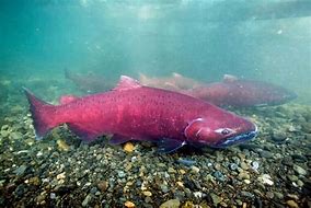 Image result for Adult Chinook Salmon