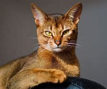 Image result for Smart Cat Breeds