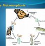 Image result for Arthropoda Phylum Tree