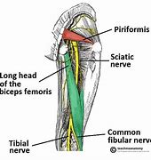 Image result for Buttock Nerves