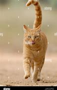 Image result for Red On Blue Tabby Cat