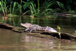 Image result for Alligator Swamp