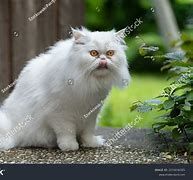 Image result for Werewolf Persian Cat