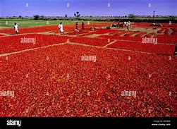 Image result for Chilli Plantation