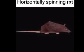 Image result for Rotating Rat