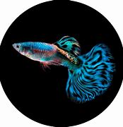 Image result for Pet Guppies