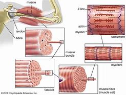 Image result for Image Showing Skeleton and Muscles