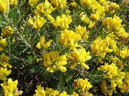 Image result for Flax Leaved Broom