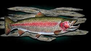 Image result for Mounted Rainbow Trout