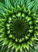 Image result for Macro Nature Photography