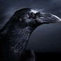 Image result for Pictures of Raven the Bird