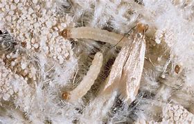 Image result for What Does Moth Eggs Look Like