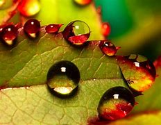 Image result for Macro Digital Photography