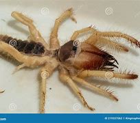 Image result for Giant Desert Spider