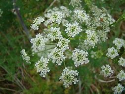 Image result for Hemlock Pics