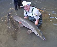 Image result for Alligator Gar Fisch