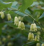 Image result for Calamagrostis Canadensis