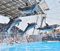 Image result for Nagoya Aquarium