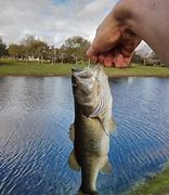 Image result for Catching a Fish